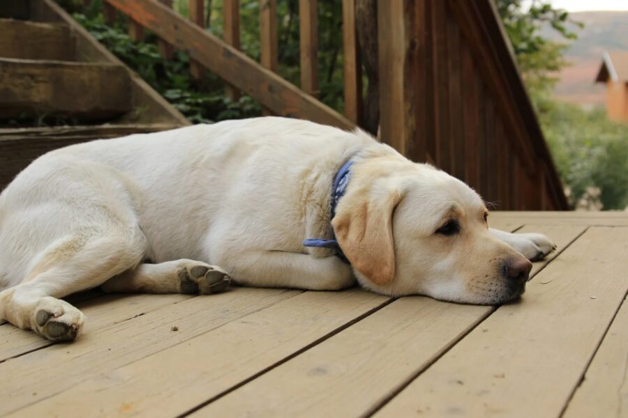 labrador cucciolo