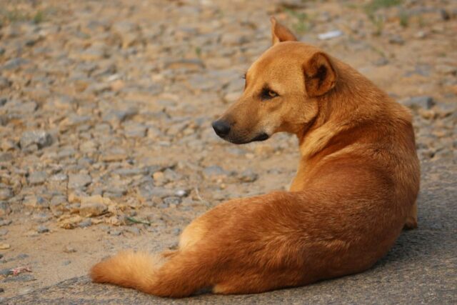 4 preziosi consigli per riuscire a prendere un cane di strada