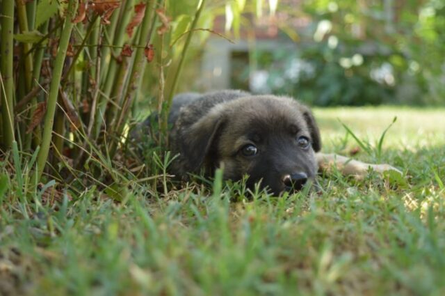 5 foto che ti faranno capire che i cani sono sinonimo di felicità