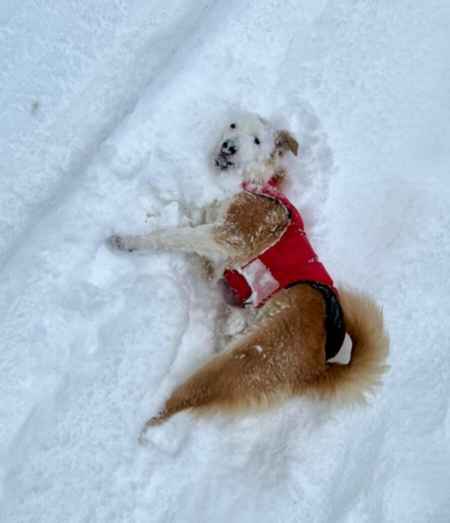 cane nella neve