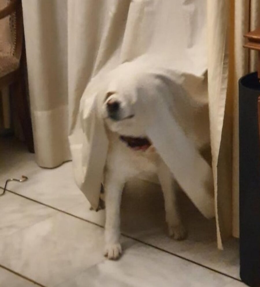 cucciolo fantasma