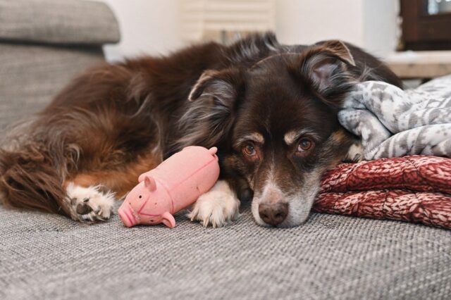 5 foto di cani che dimostrano come il loro amore vada oltre ogni cosa