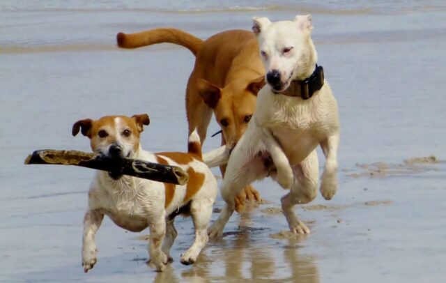 5 foto di cani che hanno trovato degli amici speciali