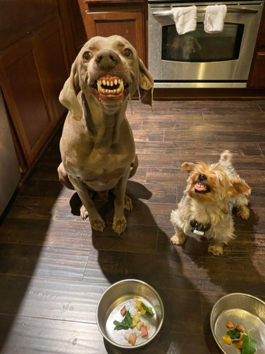cane denti mostra