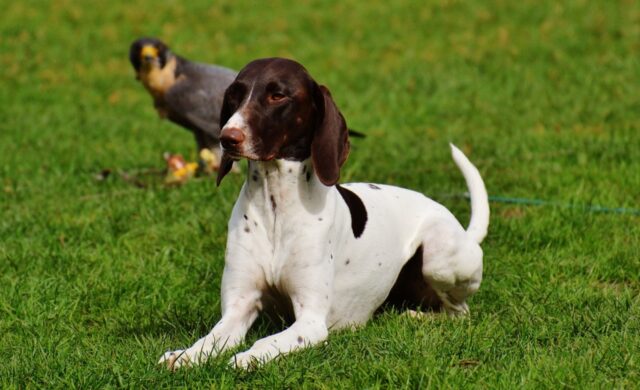 5 foto di cani che provengono da un’altra dimensione