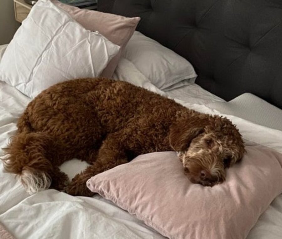 cane sul letto