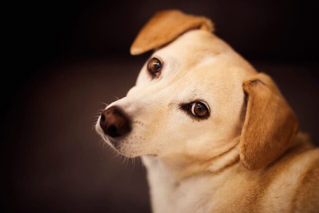 5 foto di cani che sono la prova definitiva che il vero amore esiste