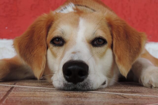 6 foto di cani che sono un’autentica esplosione di amore