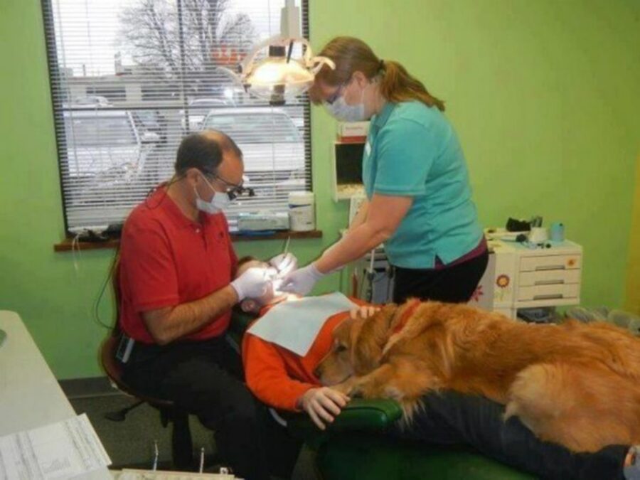 cane dentista