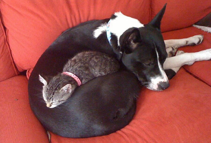 cagnolino bianco e nero 