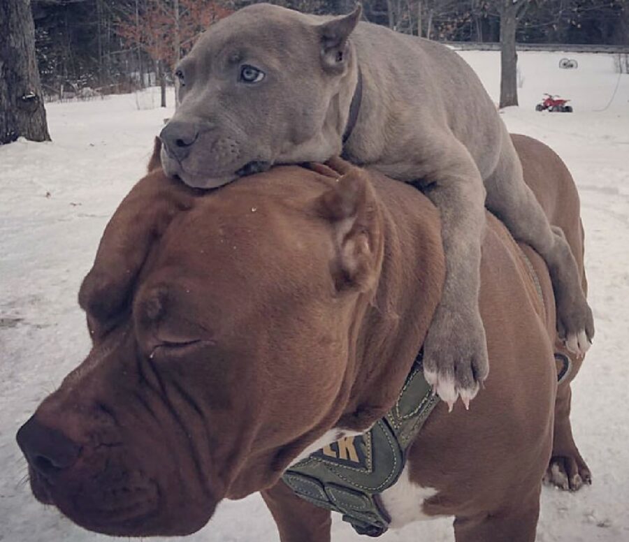 cane porta sulle spalle cucciolo 