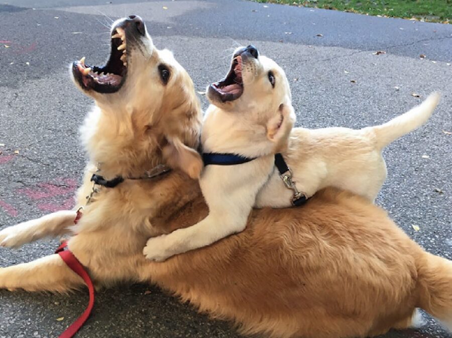coppia di cani apre bocca 
