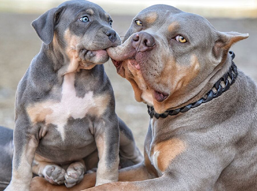 cagnolino morde labbro mamma