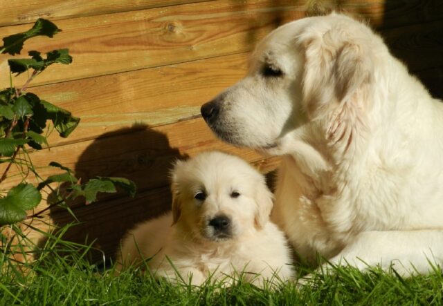 8 foto che dimostrano come anche per i cani non sia semplicissimo il “lavoro” di genitore a tempo pieno