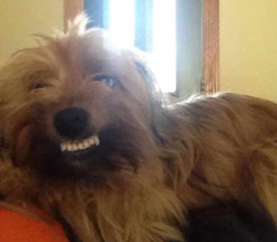 cane sorriso molto tirato 