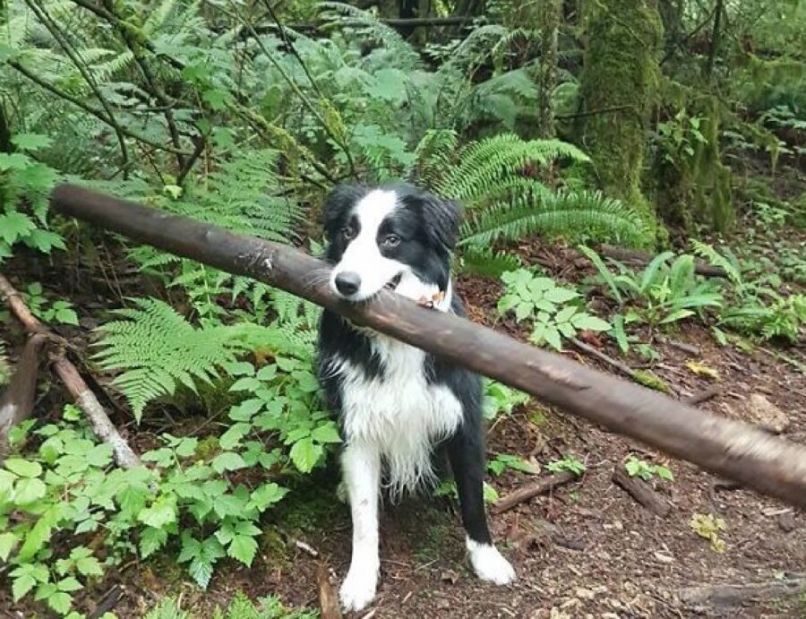 cane grande bastone bosco 