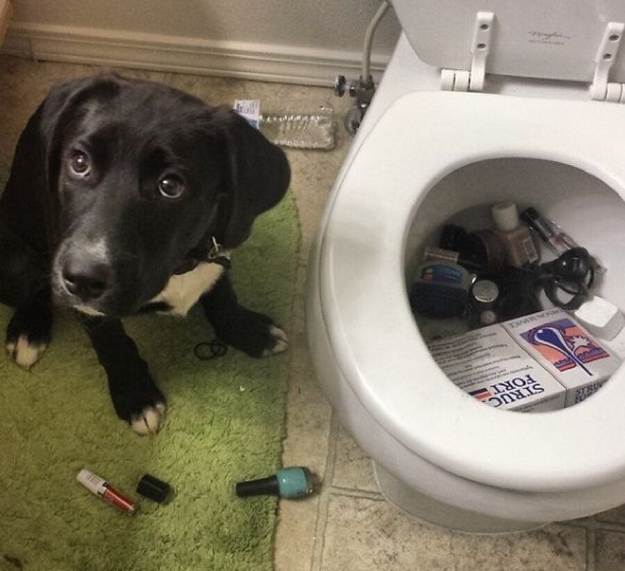 cane getta cose nel wc 