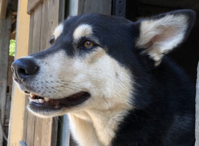 8 foto che ci dimostrano come sia difficile per un cane comportarsi come “tutti gli altri”