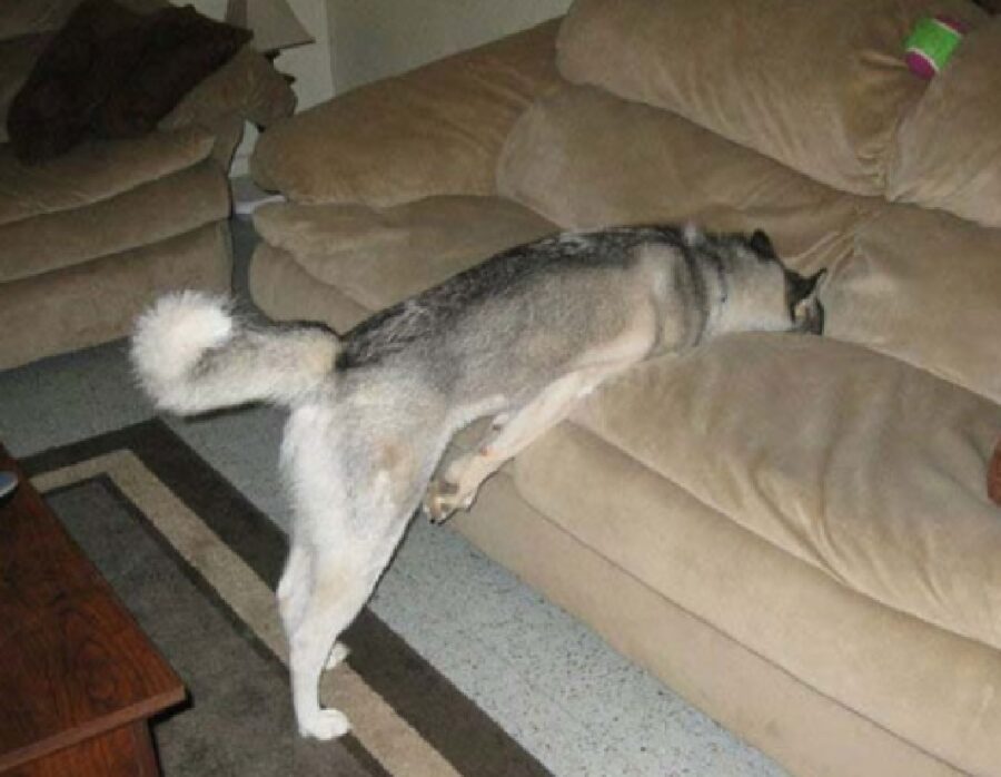 cane tutto corpo tranne zampe sul divano 