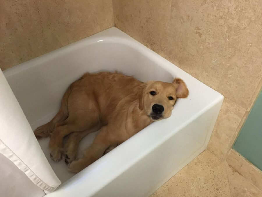 cane dentro vasca da bagno 