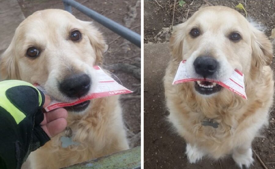 cane con lettera in bocca 