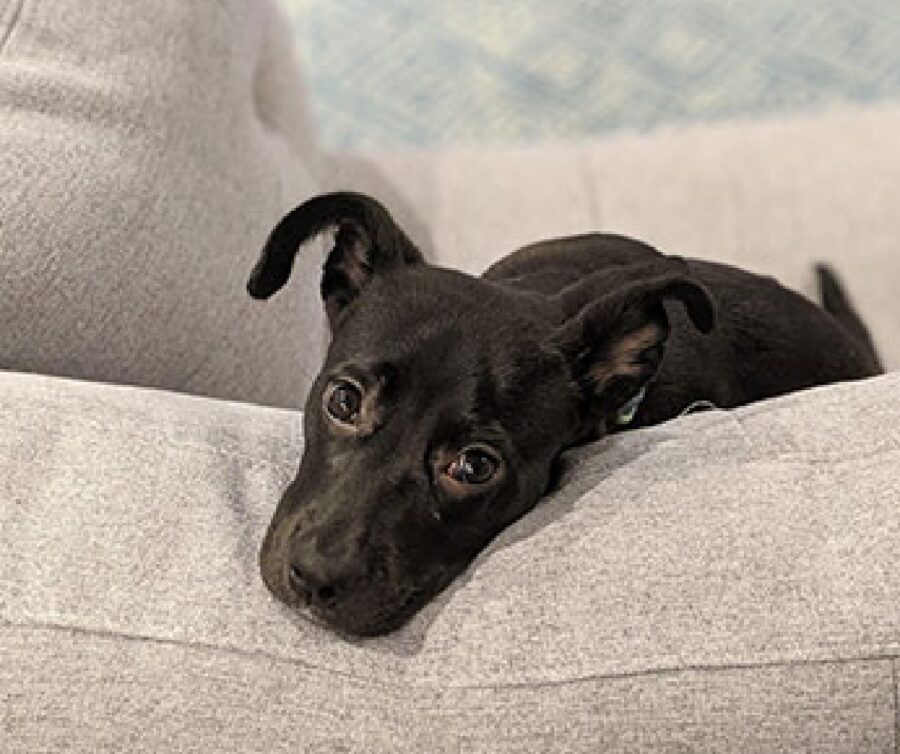 cagnolino nero su divano grigio 