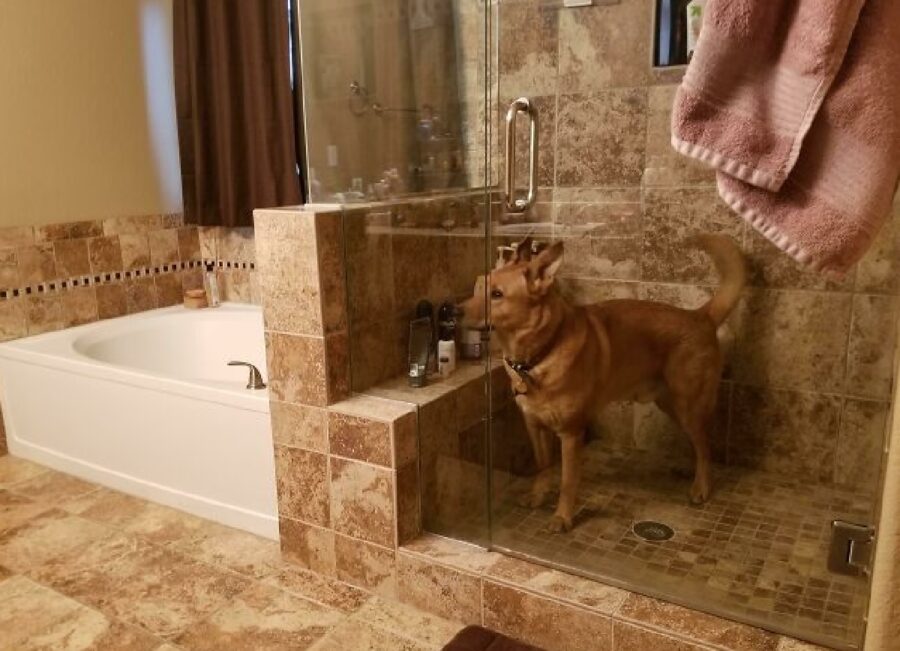 cane chiuso in doccia 