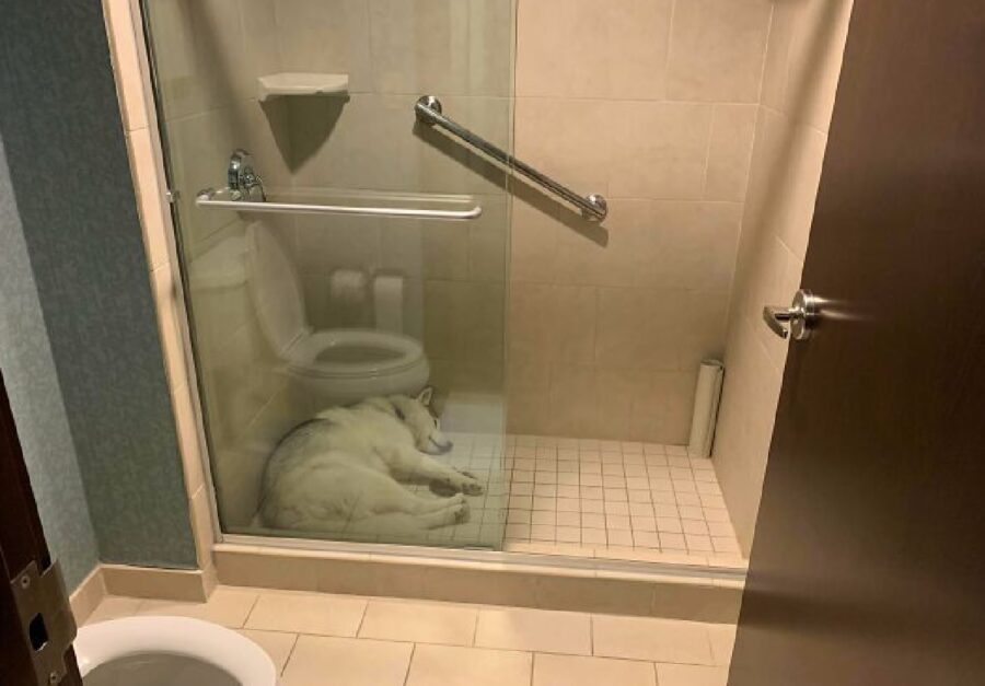 cane dorme in doccia 