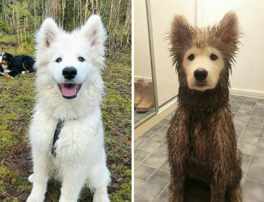 cane prima pulito poi sporco 