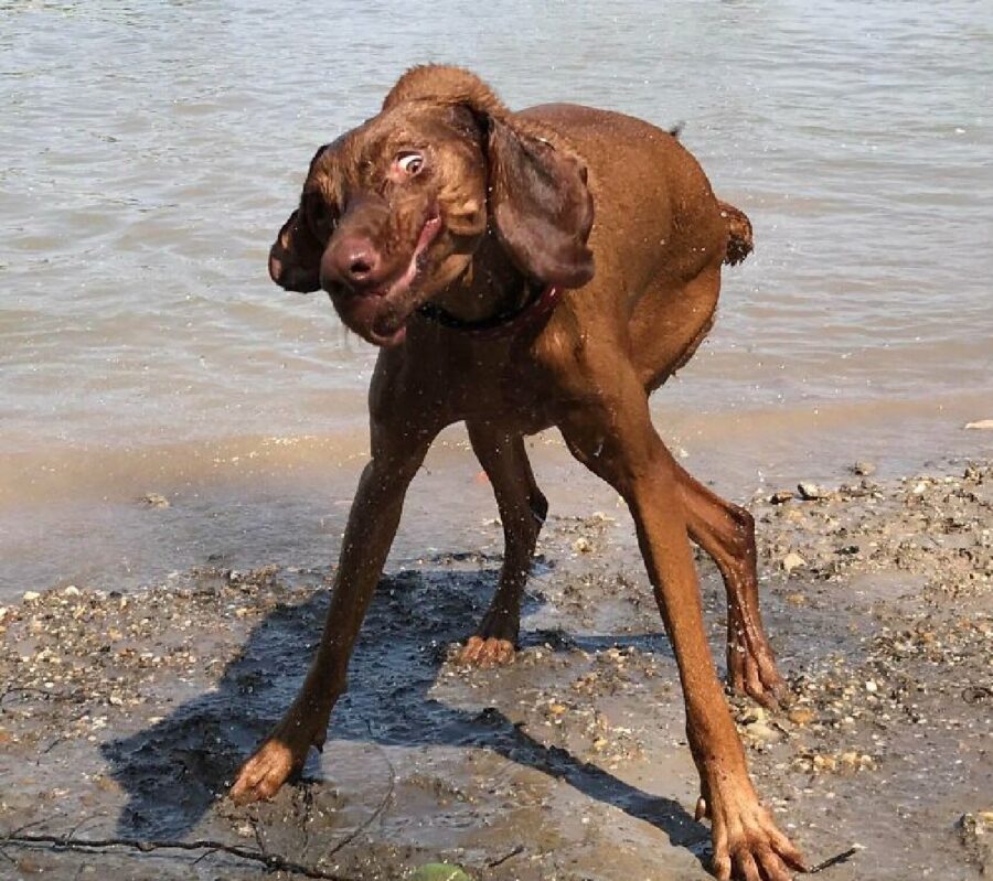 cane esce mare si scrolla acqua 