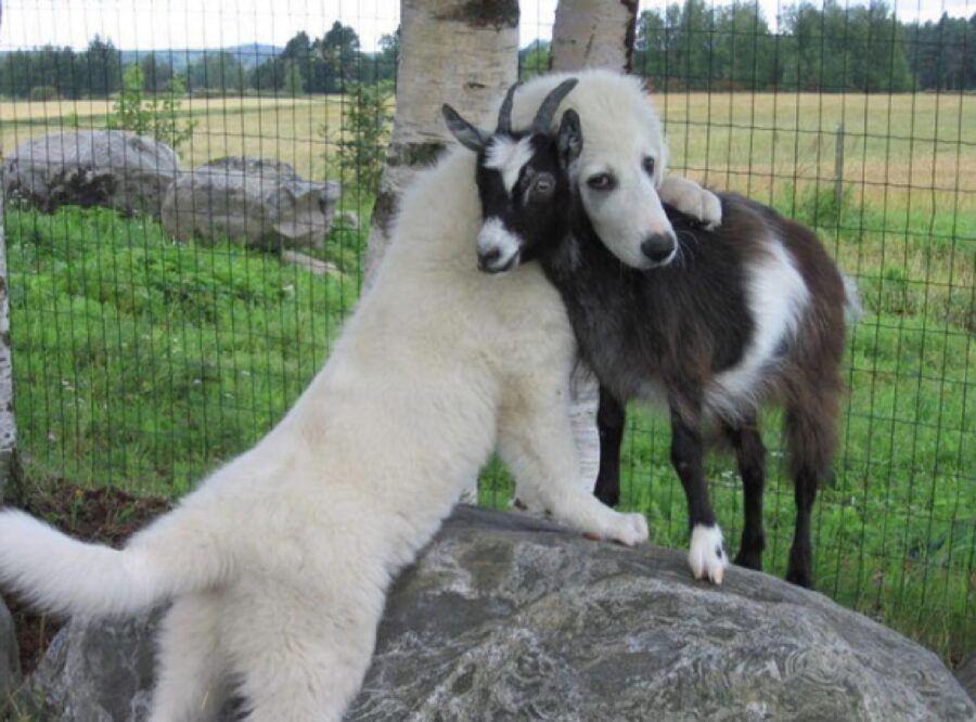 capretta abbracciata da cane