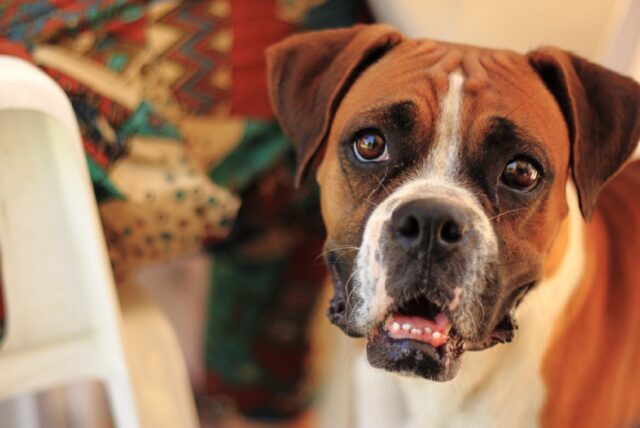 8 foto di cani che non devono neppure sforzarsi per sembrare dolci, lo sono di natura