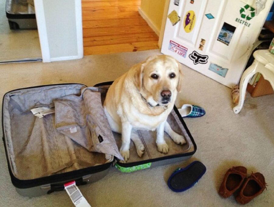 cane valigia dentro camera 