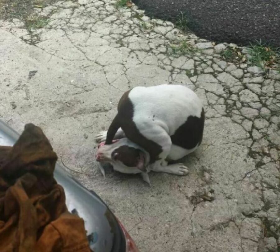 cane pitbull bianco nero 