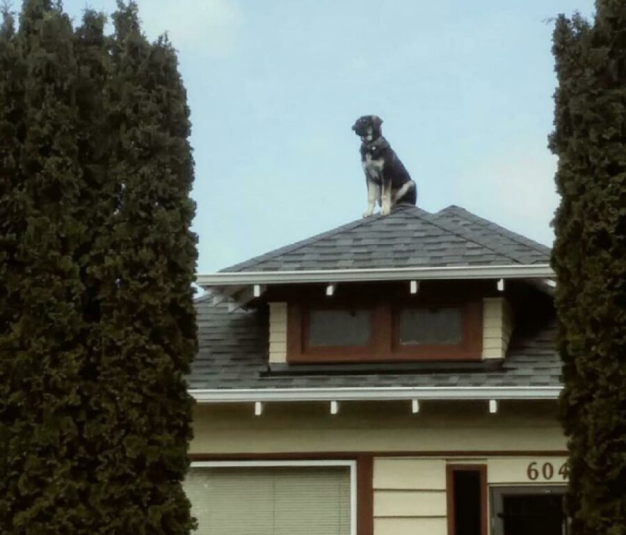 cagnolino su tetto abitazione