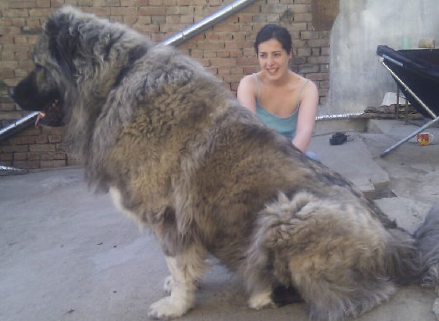 cane davvero grande seduto 
