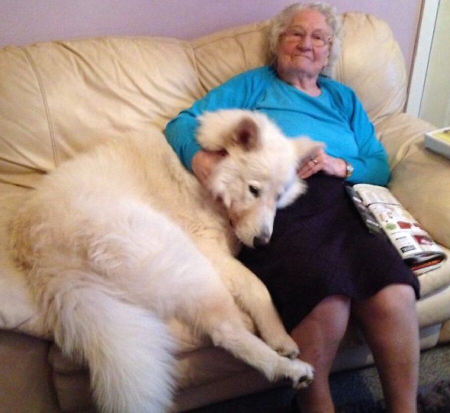 cane vicino donna anziana