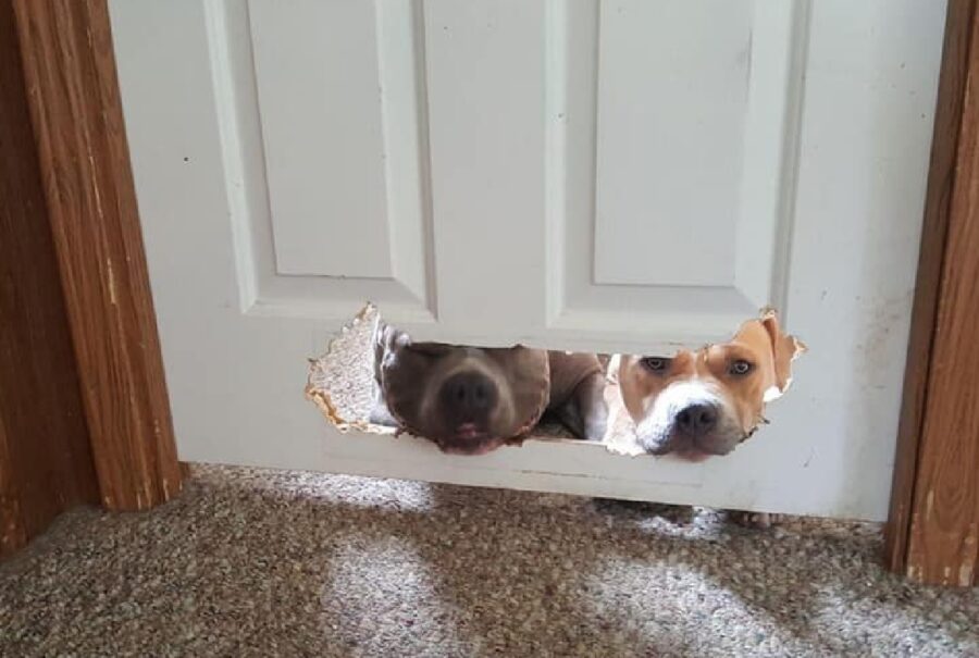 cani pitbull sotto porta