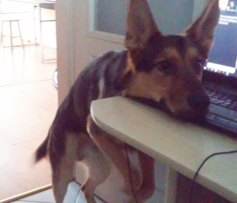 cane pastore tedesco su computer 