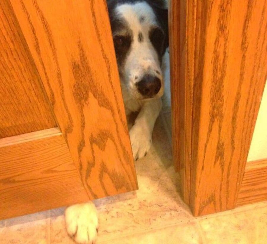 cane mette zampa sotto porta