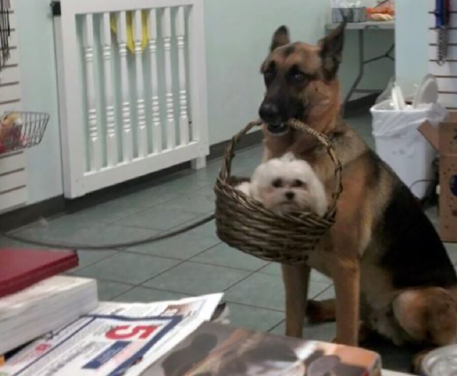 cagnolino dentro cesta 