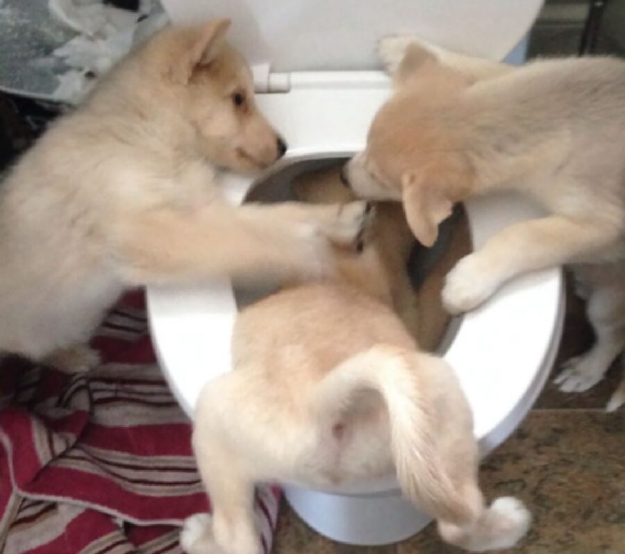 cane tavoletta del bagno 