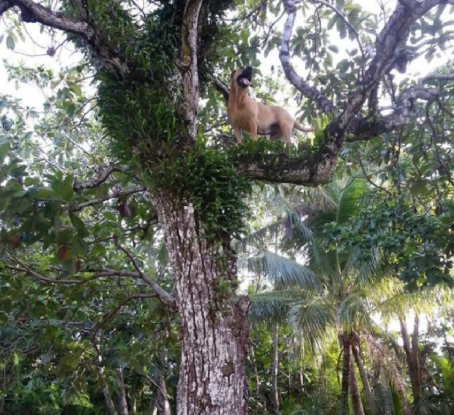 cane arrampicato sopra albero 