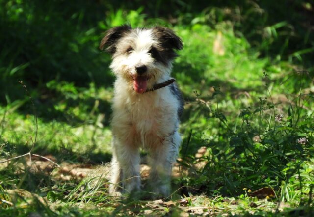 8 foto di cani che, se osservati attentamente, si possono considerare a dir poco strani