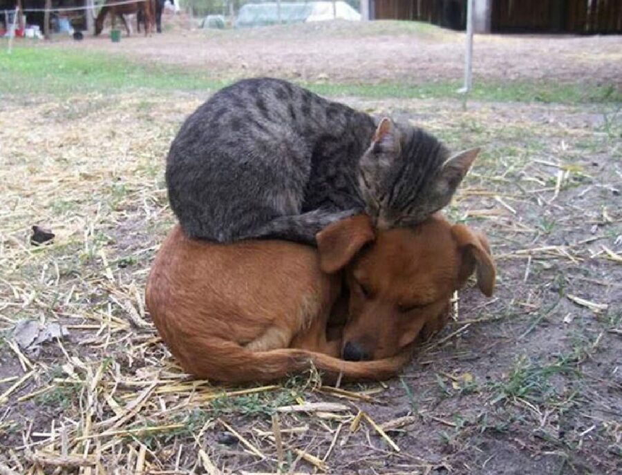 gatto usa cane come cuscino 