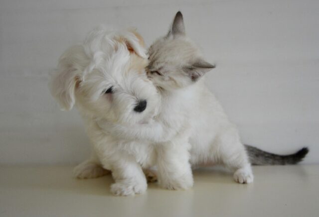 8 foto di cani che si dimostrano i migliori amici, non dell’uomo, ma dei gatti