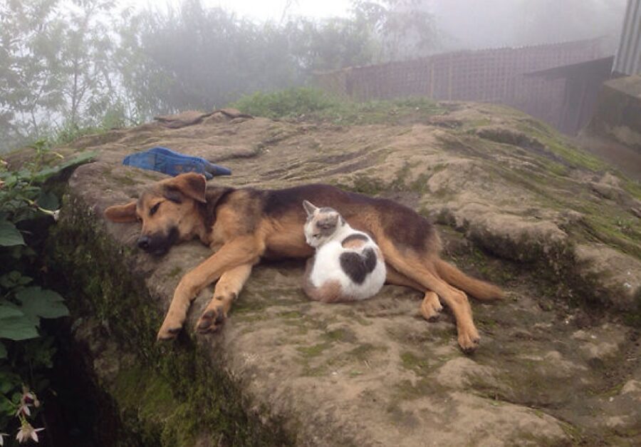 cane e gatto nebbia 