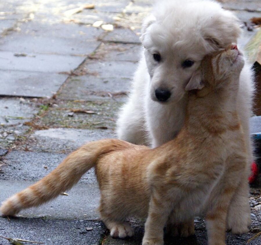 cane bianco gatto rosso 