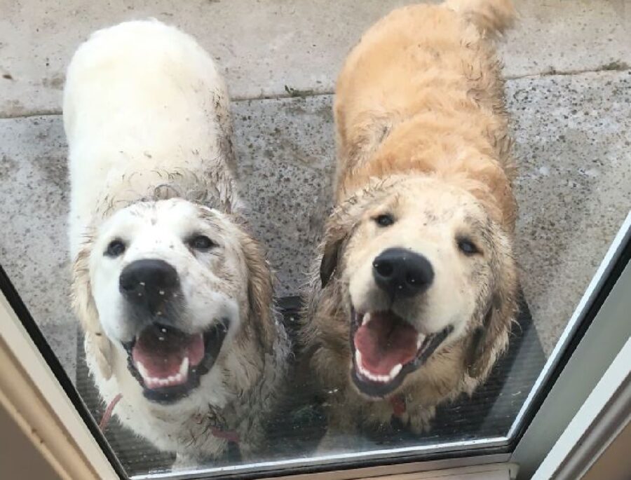 cani golden fuori la porta di casa 