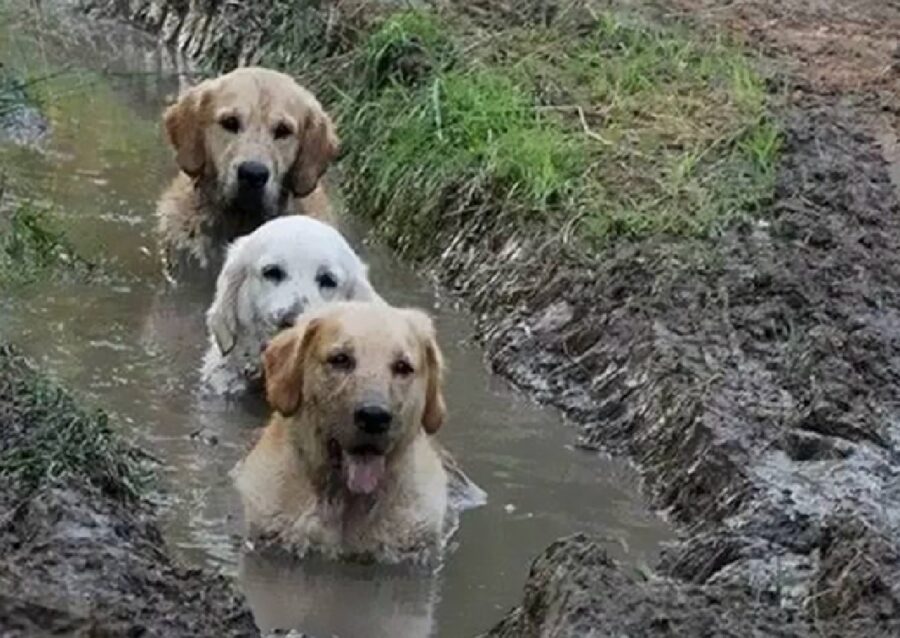 trio di cani dentro pozzanghera 